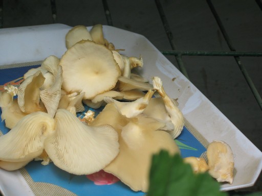 image10